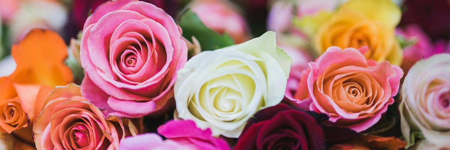 Rose Show
