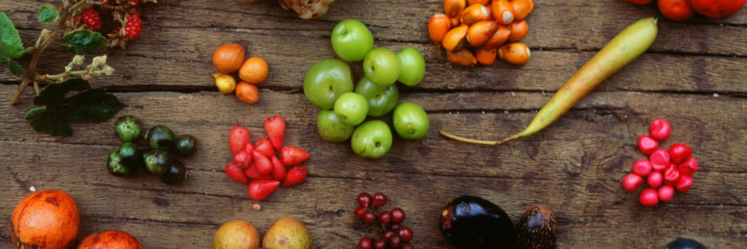 Native Bush Foods Workshop (Kids)