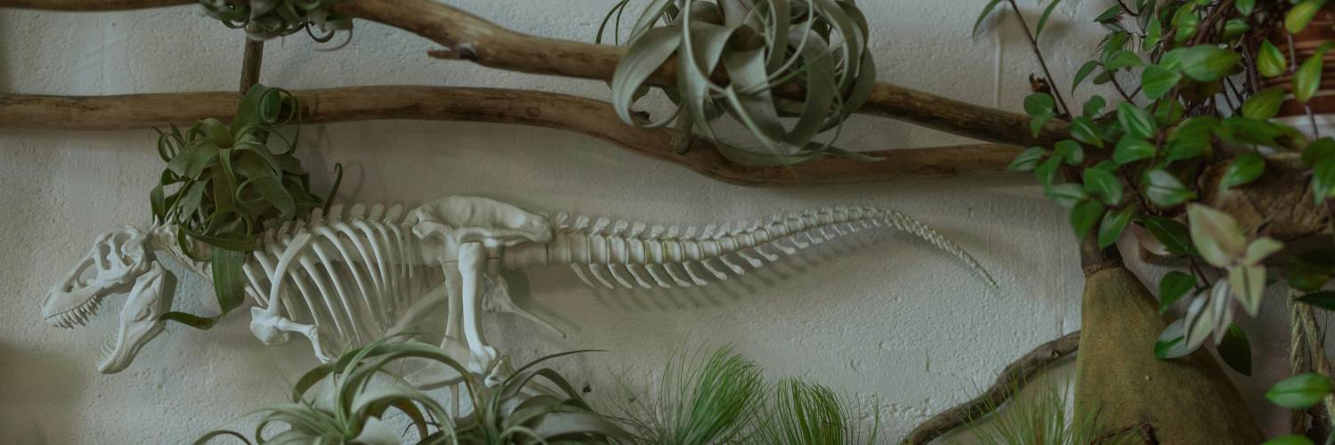 Market Craft MakerTime – Air Plant Stands