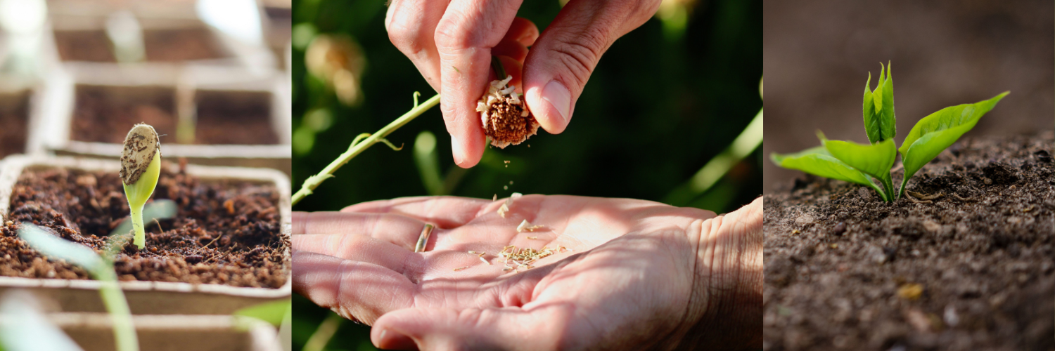 Sustainable Food Festival Day: Seed Saving Workshop