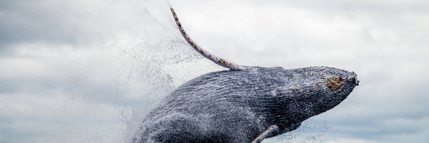 Learn About Australian Marine Life - Whales and Dolphins (Grades 4 - 6)