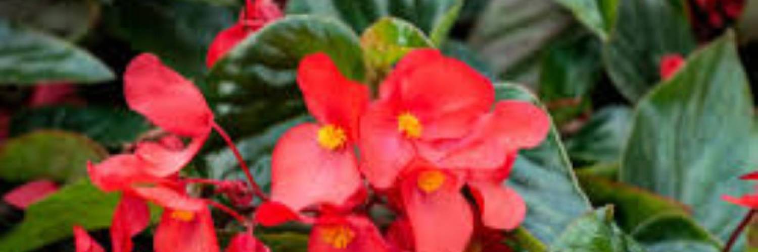 Begonia Show