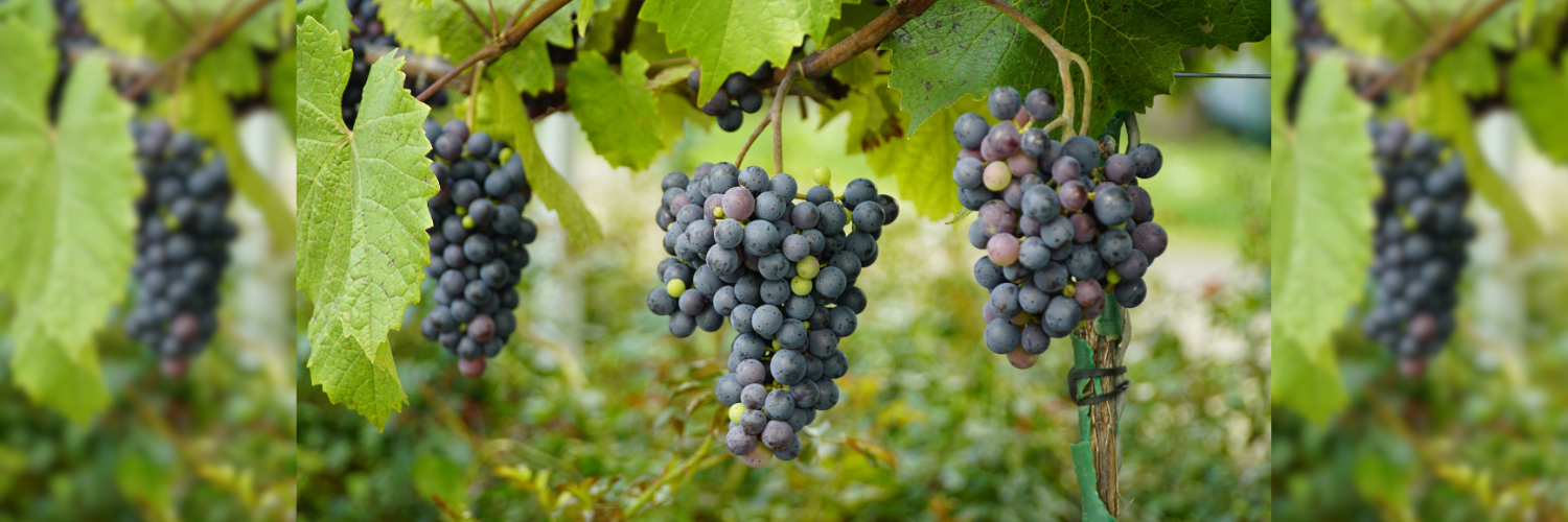 Film: 'The Widow Clicquot' (2024)