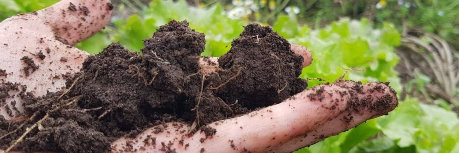 Understanding Soil Health and Growing food at Home