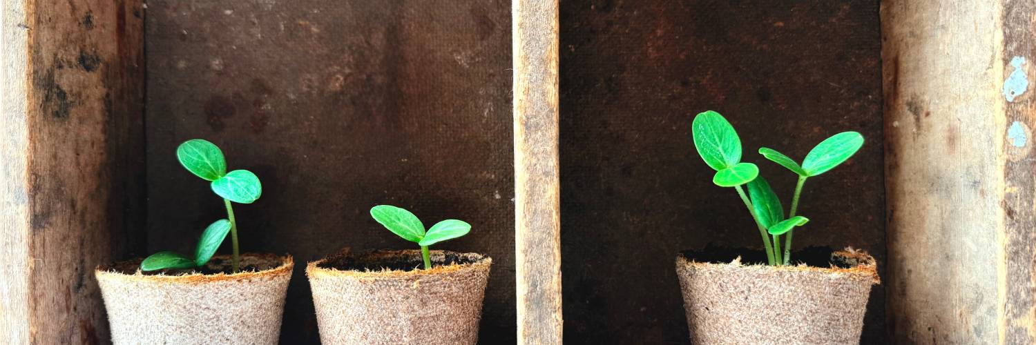 Create a Mini Greenhouse