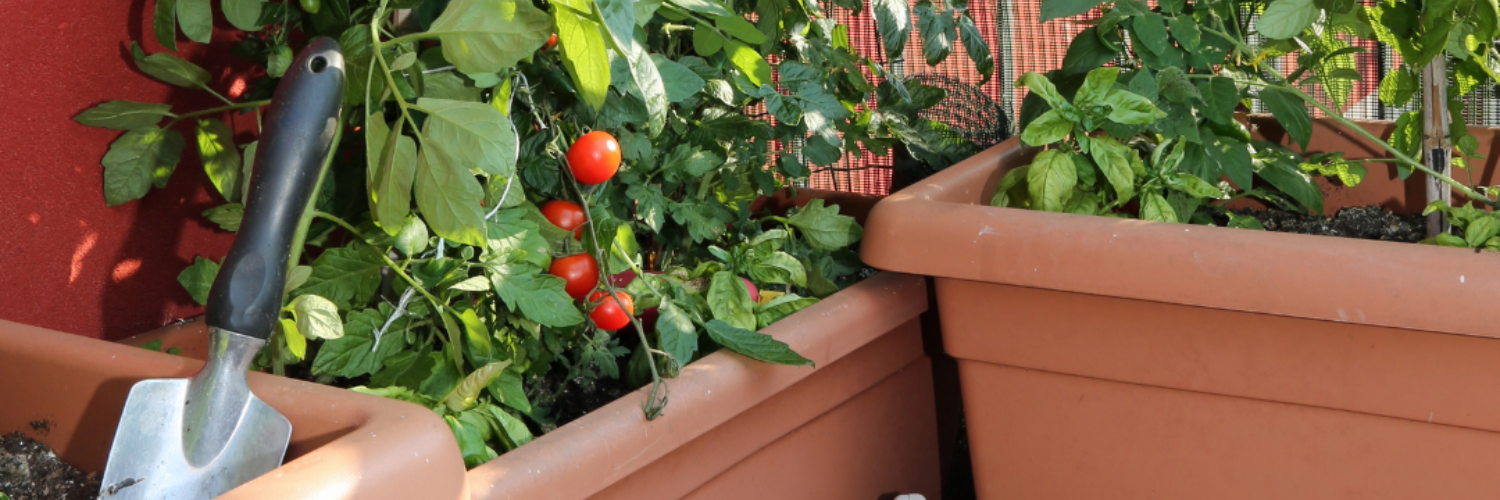 Small space veggie gardening