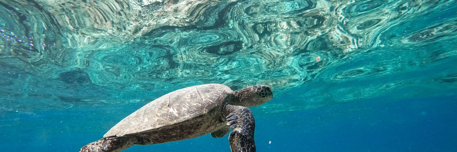 Library Hunt – Ocean Animals