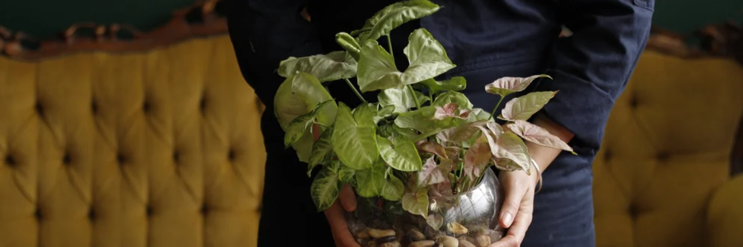 Terrarium workshop for beginners